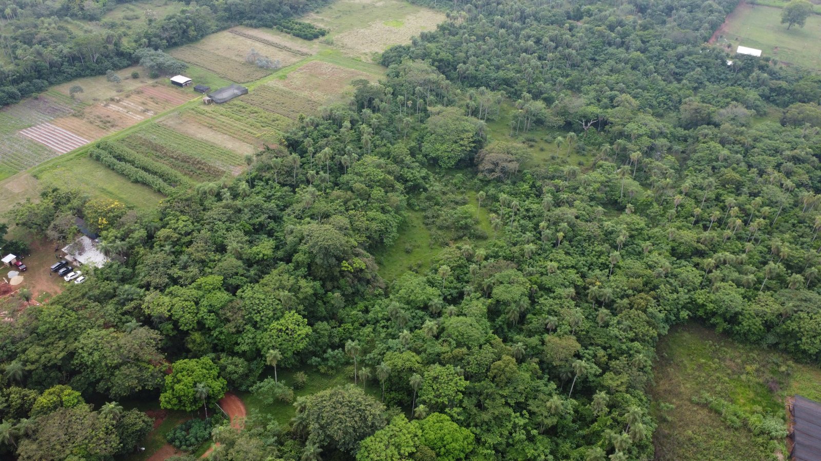 Campo de cultivo de YUKO en Atyrá