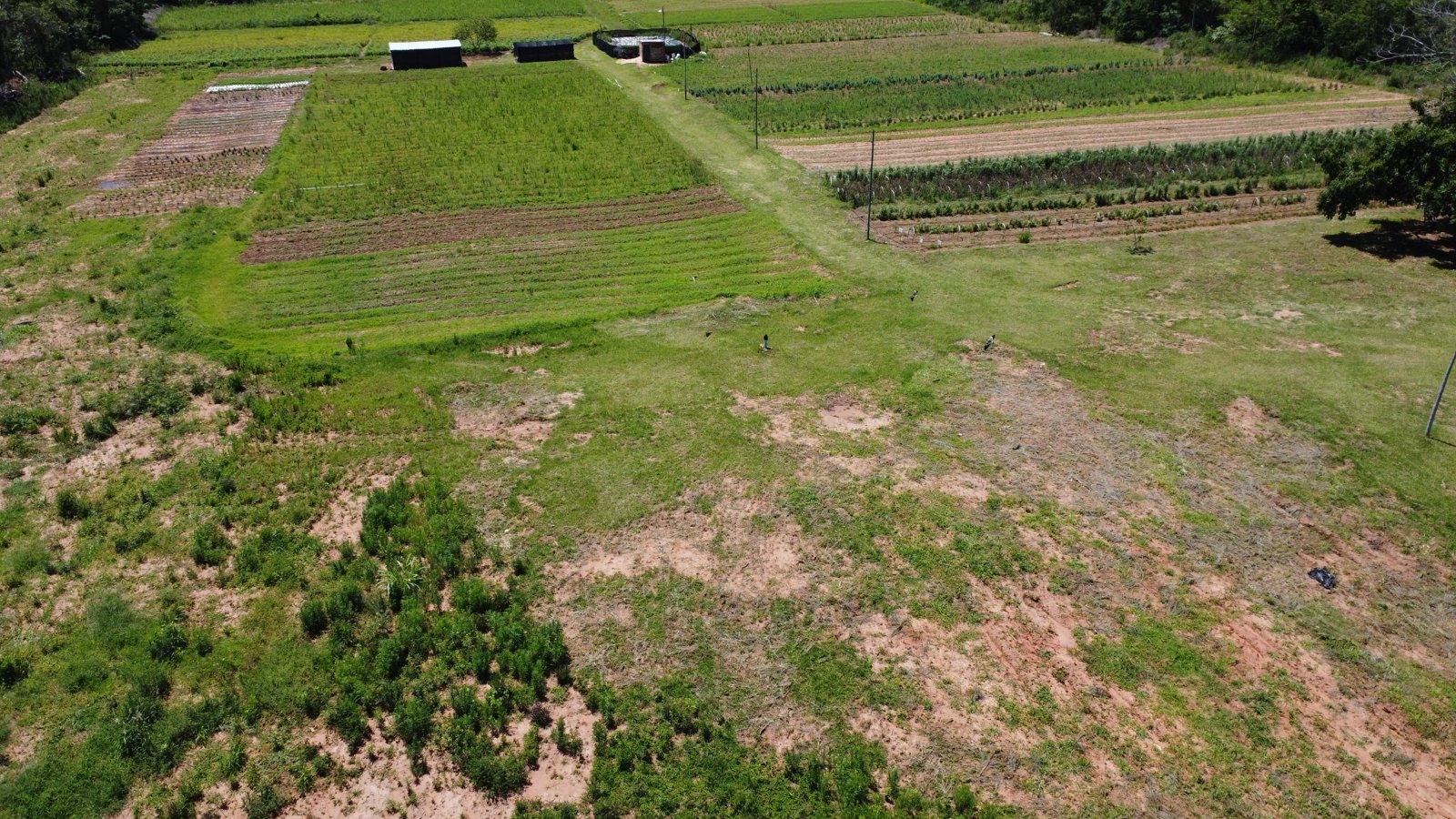 Granja de yuyos en Atyrá
